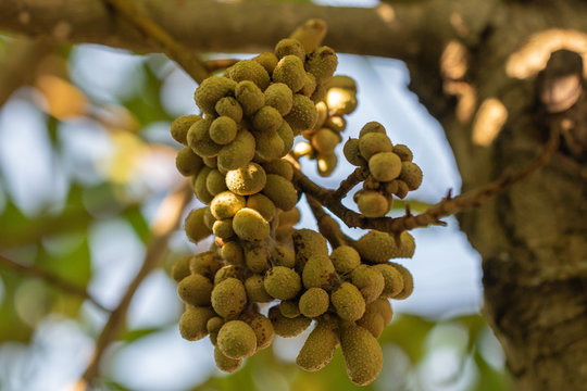 Detail of fruit cluster Champaca fruits on tree.Champak or Michelia champaca tree in a garden.