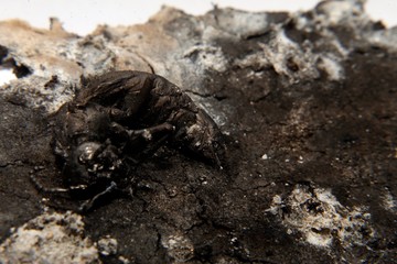 close up macro of a burnt dead wasp or hornet.