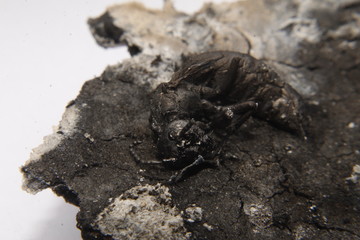 close up macro of a burnt dead wasp or hornet.