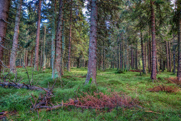 Spruce forest with fallen blueberry on the ground in autumn