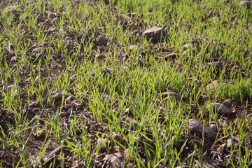 Young fresh wheat plants growing in a row in the field on autumn season. Agricultural field 