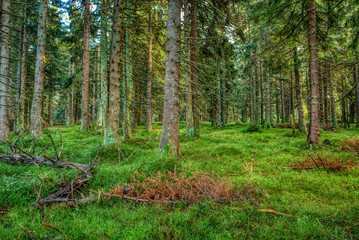 Spruce forest with fallen blueberry on the ground in autumn