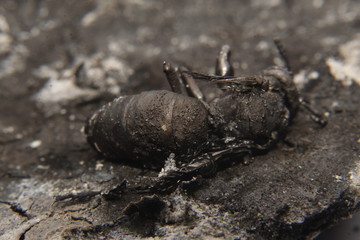 close up macro of a burnt dead wasp or hornet.