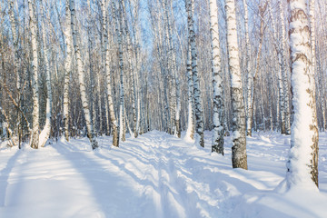 Winter birch forest lit by the sun at sunset