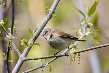 Common chiffchaff phylloscopus collybita sitting on branch of bush looking for food. Cute little warbler. Songbird in wildlife.