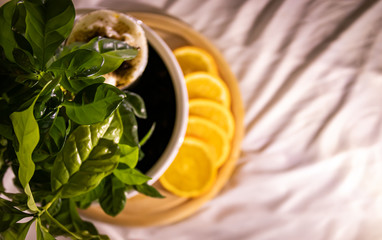 In the coffee tree there is a glass with egg liqueur on the egg liqueur is milk foam, as a...