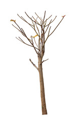tree death or branch die on white background