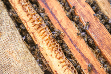 Close up view of the bees swarming on frames..