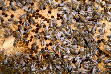 Working bees in a hive on honeycomb. Bees inside hive with sealed and open cells for their young..