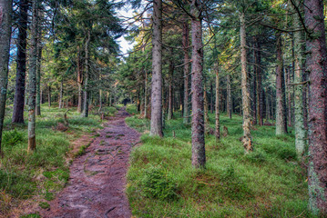 Woodland walk in the beautiful spruce forest in the mountains in autumn