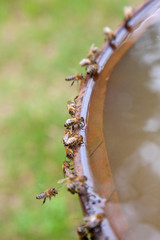 Bees drinking water in hot summer day..