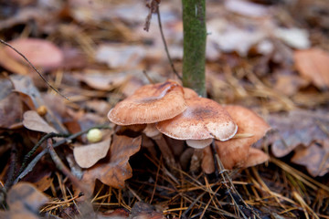 Wild forest mushrooms honey agarics in the forest among red an yellow leaves..