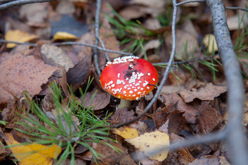 Amanita muscaria, commonly known as the fly agaric or fly amanita.