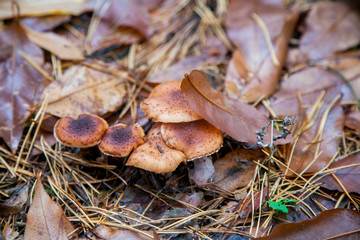 Wild forest mushrooms honey agarics in the forest among red an yellow leaves..