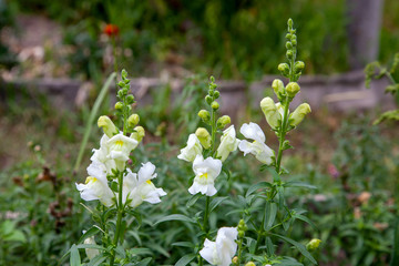 Snapdragon (Antirrhinum majus), snapdragon flower plant in a green garden..