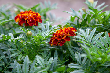 Close-up of beautiful marigold blossom, french marigold's flower, Tagetes patula. Tagetes garden flower.