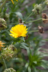 Calendula blooming in the garden. Yellow flowers and green leaves.  .
