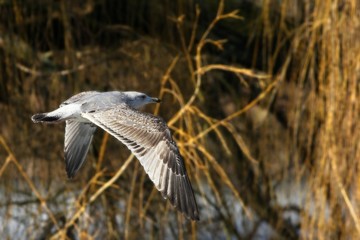 The common gull (Larus canus) flying over the lake.