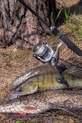 Freshwater zander fish. Freshwater zander fish and fishing equipment lies on round keepnet with...