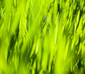 Green grass in the sunny day