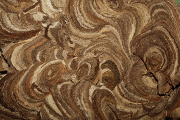close up shot of Vespirary Or Wasp beetle nest texture background usage. Grey And Brown Texture. Construct, abstract.