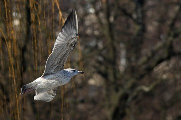 The common gull (Larus canus) flying in golden sun.