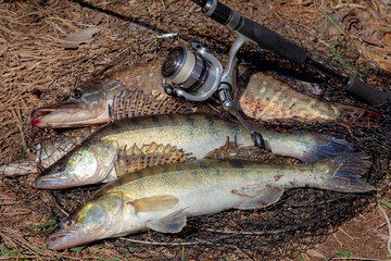 Freshwater zander and pike fish. Two freshwater zander and pike fish, fishing equipment lies on...