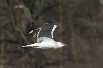 Fototapeta premium The Great Black-backed Gull (Larus marinus) flying over the lake with brown threes in backgound.