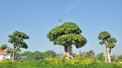 Fototapeta premium Beautiful bonsai Tree in the garden