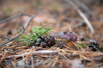 Imleria badia or Boletus badius commonly known as the bay bolete growing in pine tree forest..