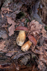 Pile of wild edible bay bolete known as imleria badia or boletus badius mushroom on old hemp in pine tree forest..