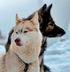 Chiens de traîneau à Châtillon-en-Michaille, France