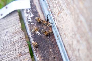 Swarming bees at the entrance of old beehive in apiary..