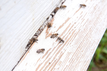 Plenty of bees at the entrance of white beehive in apiary..