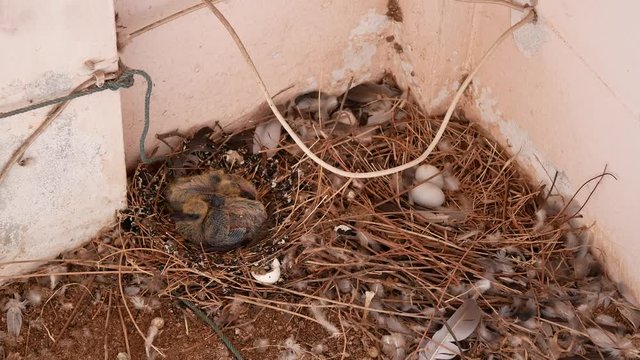Bird's Nest of dove. Dove is a problem that many people are annoying because it is a bird that likes to live in the roof of the house, the gutter, the balcony, the window and may be nesting on the bal