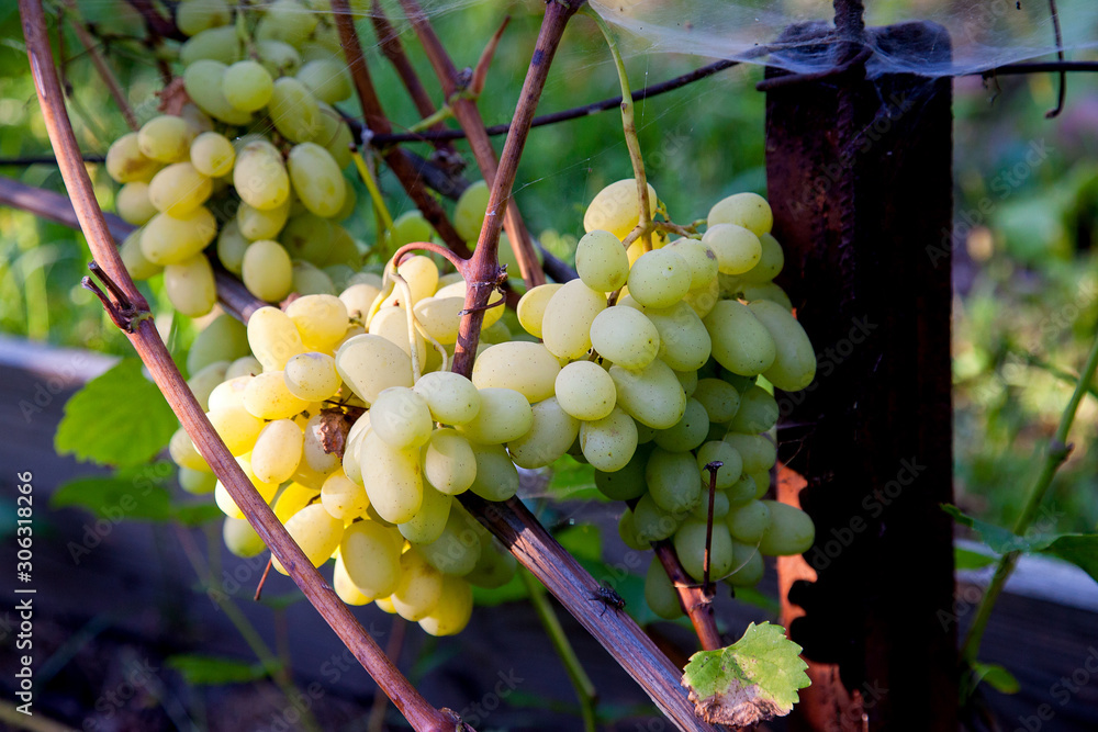 Wall mural bunch of green grapes in the garden