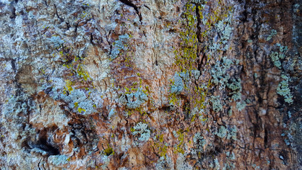 Tropical wood bark texture, suitable for use as background images and graphic resorce