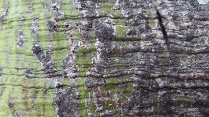 Tropical wood bark texture, suitable for use as background images and graphic resorce