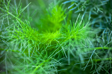 Spring plant opening