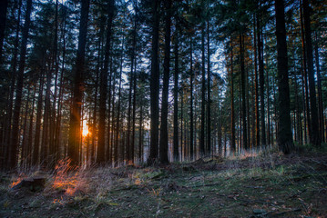 sunset over spruce forest in mountains in autumn , czech
