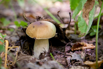 Boletus mushroom in the wild. Porcini mushroom grows on the forest floor at autumn season..