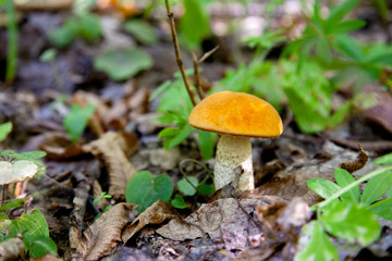 Single red boletus mushroom in the wild. Red boletus mushroom grows on the forest floor at autumn season..