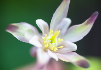 Tender pink spring flower