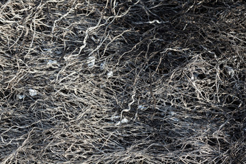 Burnt grass