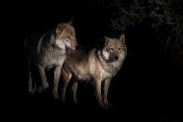  pair of wolves male and female in the darkness of the fox, black background bushes in the background is night.