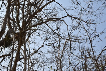 Leafless trees and branches in the dry season