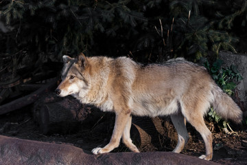 Fototapeta premium she-wolf female beautifully lit by the setting sun, a beast in profile.