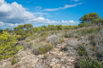 Paysage de maquis proche de la plage de Macarella, une des plus belles plages de Minorque, îles Baléares.