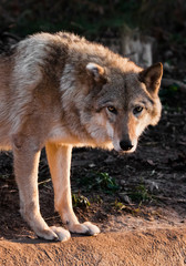 female wolf is beautifully illuminated by the sun in a back light, the coat glows from the setting sun, the beast is watching.