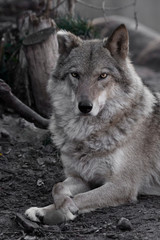 Fototapeta premium Full face lies. wolf female lies beautifully on the ground, imposingly lies. Powerful graceful animal in the forest in autumn, profile.